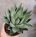 Savanna Haworthia